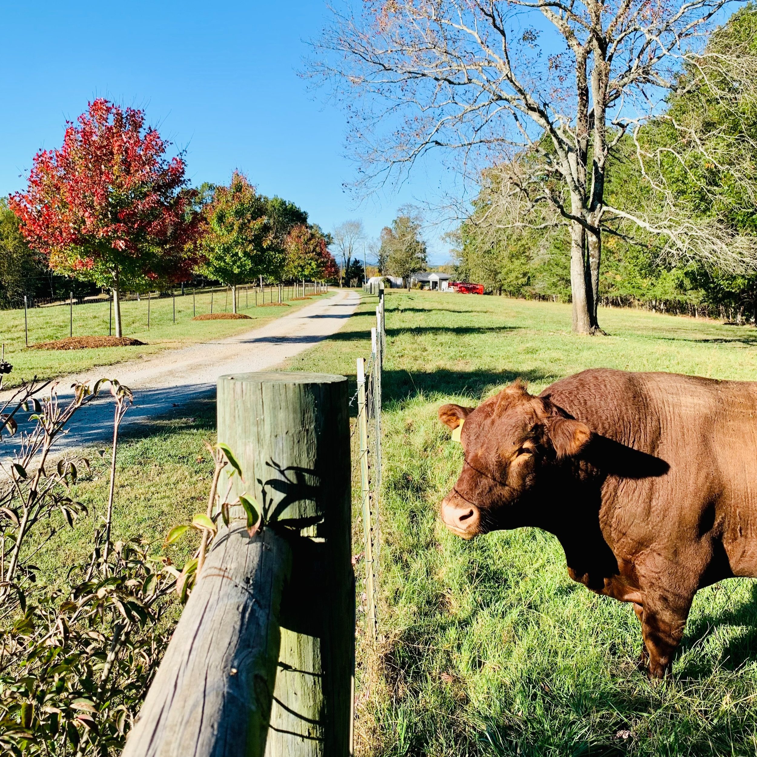 Julie+Lukens+-+3FAF8C96-580A-40CB-9D70-A42051A3ED12 Brown cow standing near a wooden fence on a sunny day, with a tree displaying autumn leaves and a gravel road leading into the distance.